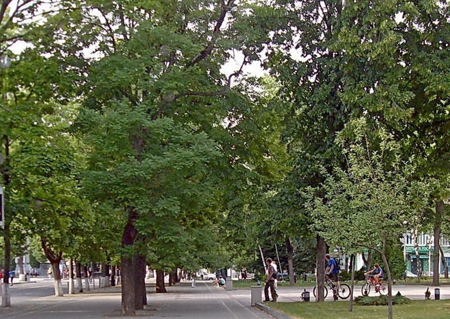 Зеленые деревья на Красной  | Источник: Сергей Свистунов / Svistuno-sergej.narod.ru